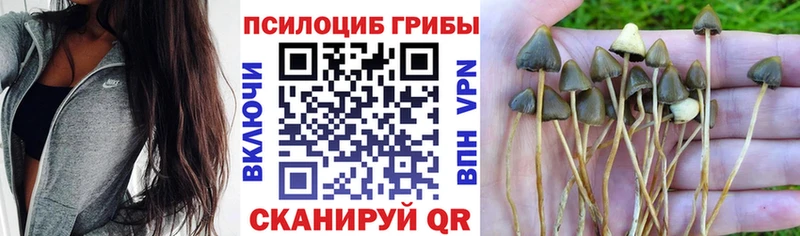 Галлюциногенные грибы мицелий  Северская 